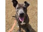 Adopt Bonnie 20230 a Pit Bull Terrier, Mixed Breed