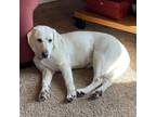 Adopt Dana a Yellow Labrador Retriever