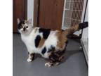 Adopt Millie a Calico