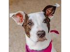 Adopt Bethany a American Staffordshire Terrier, Border Collie