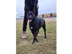 Adopt Ellie Mae a Black Labrador Retriever, Shepherd