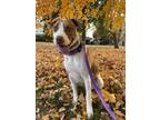 Adopt Rosey a Pit Bull Terrier