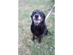 Adopt Ol Girl a Labrador Retriever