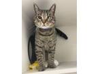 Adopt Smooty a Tabby