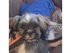 Adopt Abby a Shih Tzu