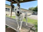 Adopt CiCi a Catahoula Leopard Dog, Cattle Dog