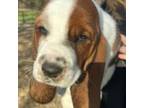 Basset Hound Puppy for sale in Chattahoochee Hills, GA, USA