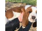 Basset Hound Puppy for sale in Chattahoochee Hills, GA, USA