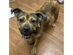Adopt Suki (139417) (In a Foster Home) a Pit Bull Terrier, Mixed Breed
