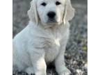 Golden Retriever Puppy for sale in Fort Ann, NY, USA