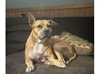 Adopt Portia a Pit Bull Terrier