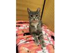 Adopt Nina a Domestic Short Hair, Tabby