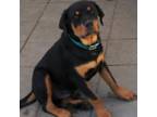 Rottweiler Puppy for sale in Roseburg, OR, USA