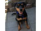 Rottweiler Puppy for sale in Roseburg, OR, USA