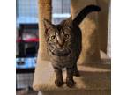 Adopt Thumbtack a Domestic Short Hair