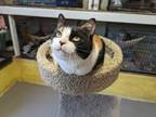 Adopt Yoshi a American Shorthair