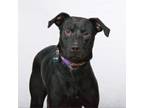 Adopt Wynter a Black Labrador Retriever, Pit Bull Terrier
