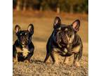 French Bulldog Puppy for sale in Hickory, NC, USA