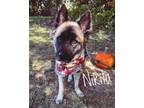 Adopt Nikita a German Shepherd Dog, Mixed Breed