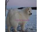 Samoyed Puppy for sale in Curtiss, WI, USA