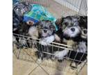 Schnauzer (Miniature) Puppy for sale in Riverside, CA, USA