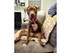 Adopt Sophie a Pit Bull Terrier, Mixed Breed