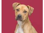 Adopt Meringue a Pit Bull Terrier