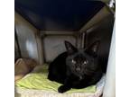 Adopt Loonie a Domestic Short Hair