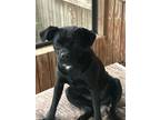 Adopt Maggie Dixon a Pug