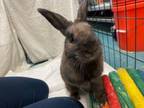 Adopt Basil a Bunny Rabbit