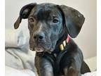 Adopt Dolly a Pit Bull Terrier, Cane Corso