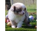 Miniature Australian Shepherd Puppy for sale in Granbury, TX, USA