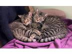 Adopt Chase and Nora a Domestic Short Hair