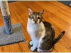 Adopt Abby & Titus a Domestic Short Hair