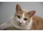 Adopt Sherbert a Domestic Short Hair