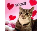 Adopt Socks a Domestic Short Hair