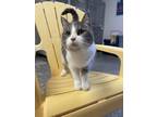 Adopt June a Domestic Short Hair