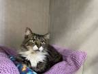 Adopt Reba a Domestic Medium Hair