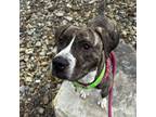 Adopt Pearl a Mixed Breed