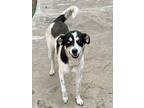 Adopt Bleu Okie a Australian Shepherd, Siberian Husky