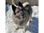 Adopt Aimee a Norwegian Elkhound