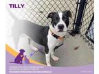 Adopt Tilly a American Staffordshire Terrier
