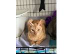 Adopt Upkin - Looking for hospice foster/adopter a Domestic Short Hair