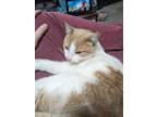 Adopt Belle ***COURTESY POST*** a American Shorthair