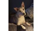 Adopt Lulu a Terrier, Labrador Retriever