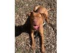 Adopt Sunny a Pit Bull Terrier, Mixed Breed