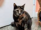 Adopt Scarlett a Tortoiseshell