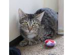 Adopt Hyacinth a Domestic Short Hair