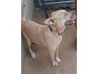 Annabelle, American Staffordshire Terrier For Adoption In San Ysidro, Ca