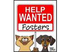 Fosters Needed!!, Labrador Retriever For Adoption In Orlando, Florida